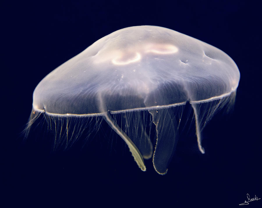 Jellyfish Photograph by George Rossidis