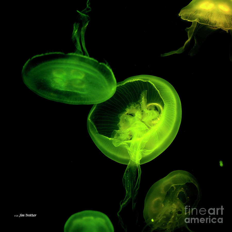 Jellyfish- Green Photograph by Jim Trotter