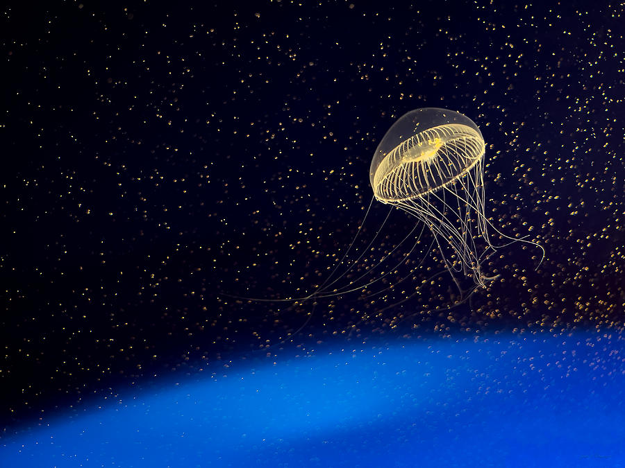 Jellyfish in Aqua Space 1 Photograph by John A Rodriguez