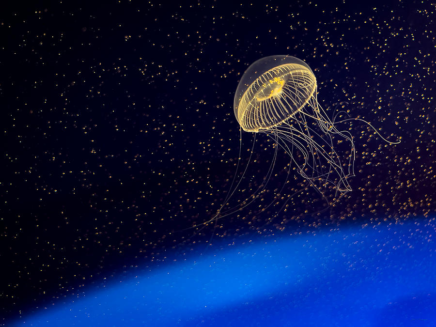 Jellyfish in Aqua Space 2 Photograph by John A Rodriguez