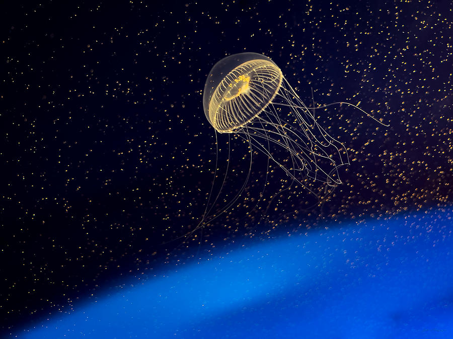 Jellyfish in Aqua Space 3 Photograph by John A Rodriguez
