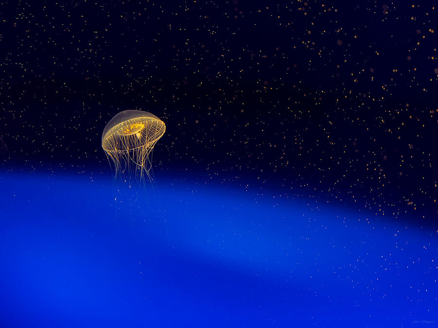 Jellyfish in Aqua Space 5 Photograph by John A Rodriguez