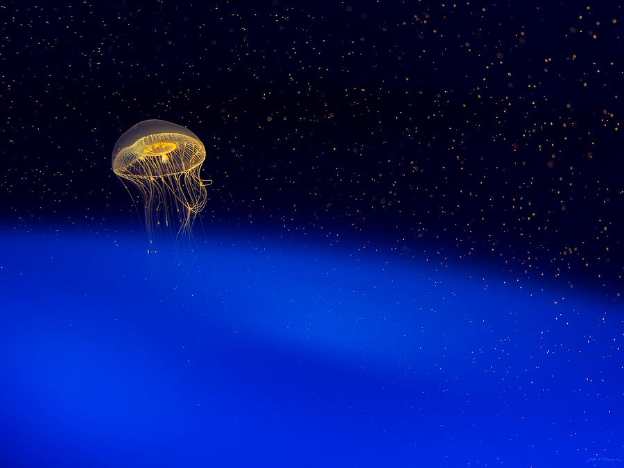 Jellyfish in Aqua Space 6 Photograph by John A Rodriguez
