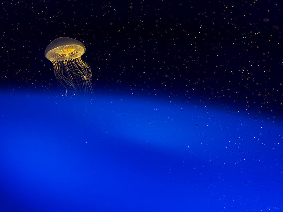 Jellyfish in Aqua Space Photograph by John A Rodriguez