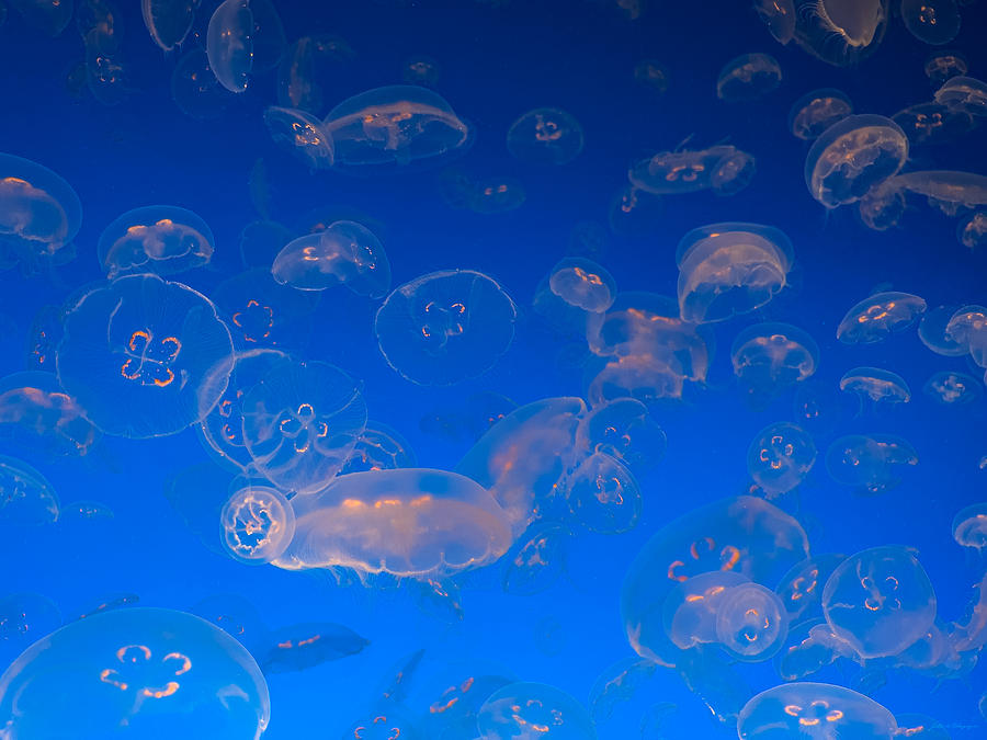 Jellyfish in School Photograph by John A Rodriguez