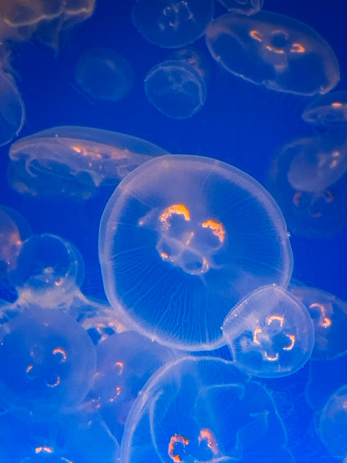 Jellyfish  Photograph by John A Rodriguez