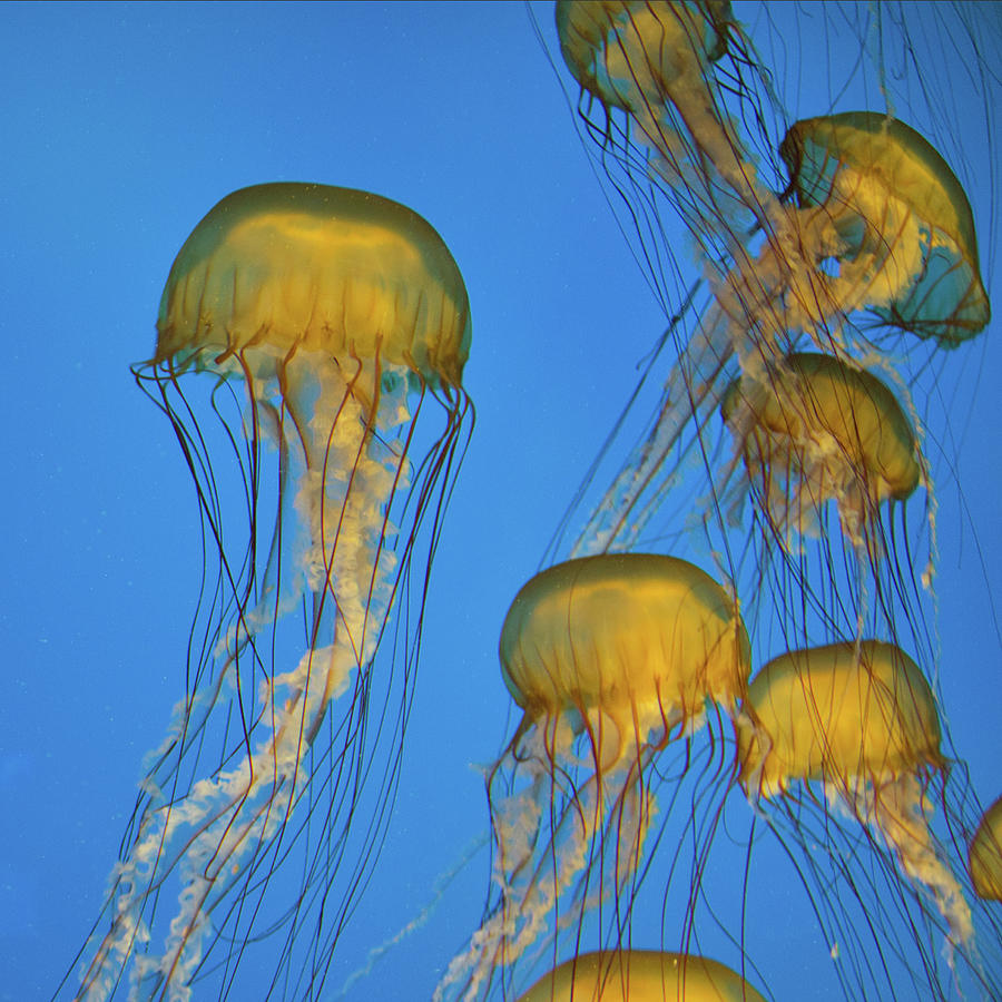 Jellyfish Photograph by Joseph Skompski