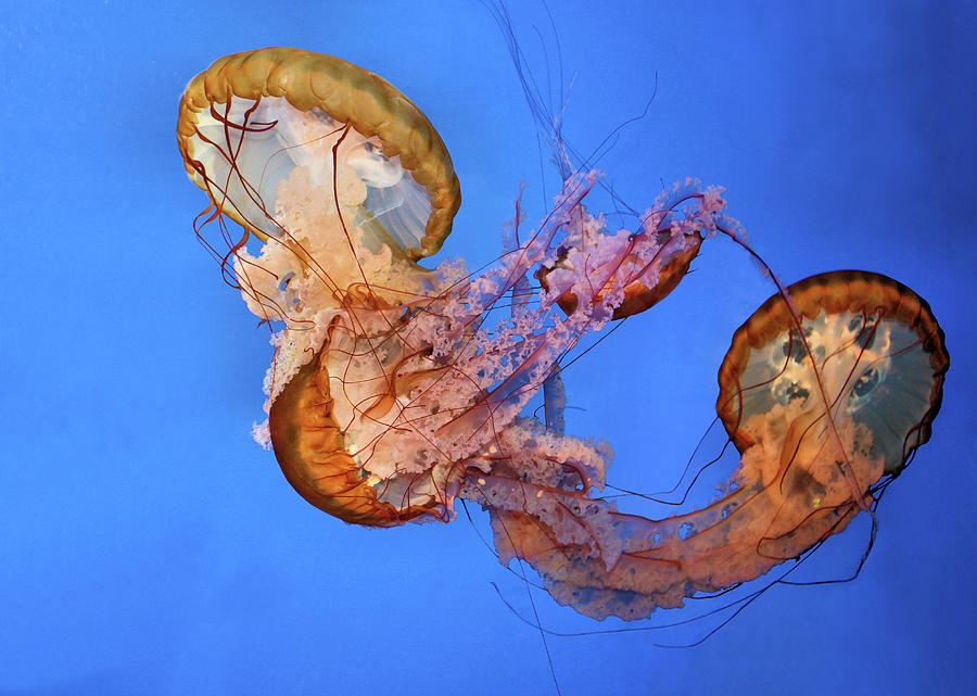 Jellyfish Photograph by Kristin Elmquist