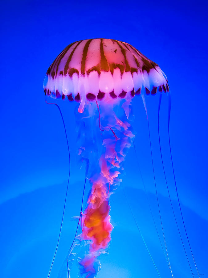 Jellyfish Lamp Photograph by John A Rodriguez
