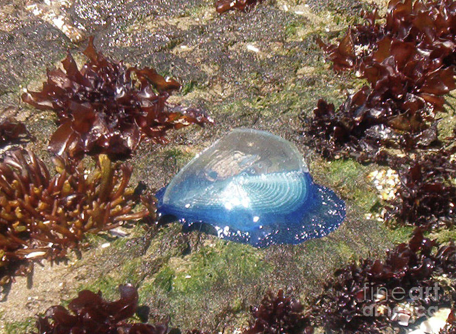 Jellyfish-like Thing on Oregon Beach Photograph by Charles Robinson