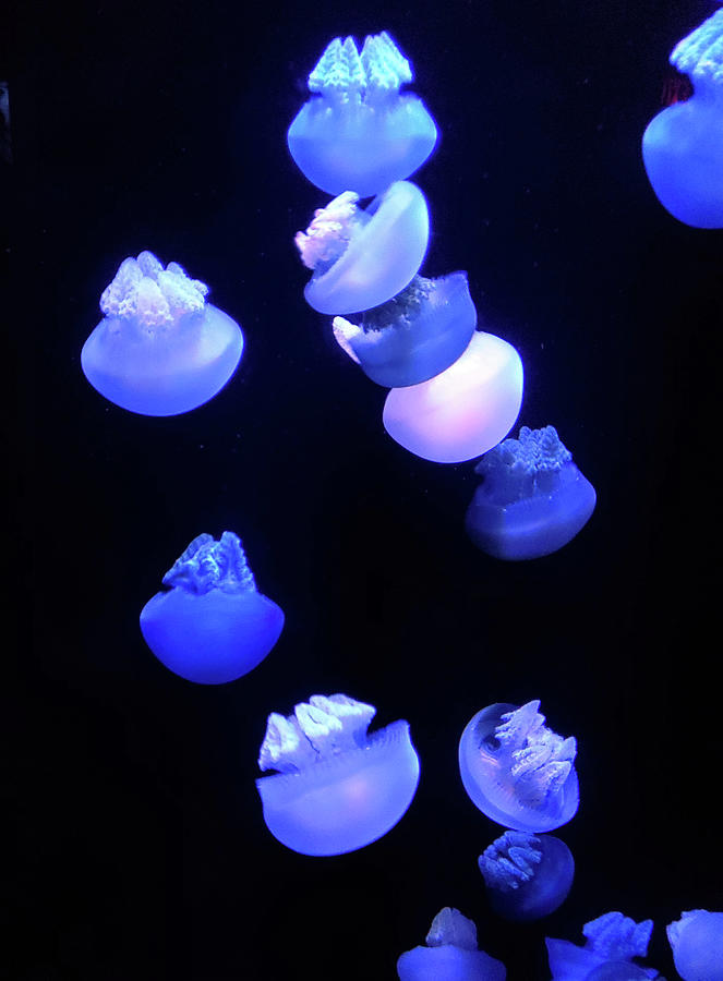 Jellyfish Photograph by Lois Tomaszewski
