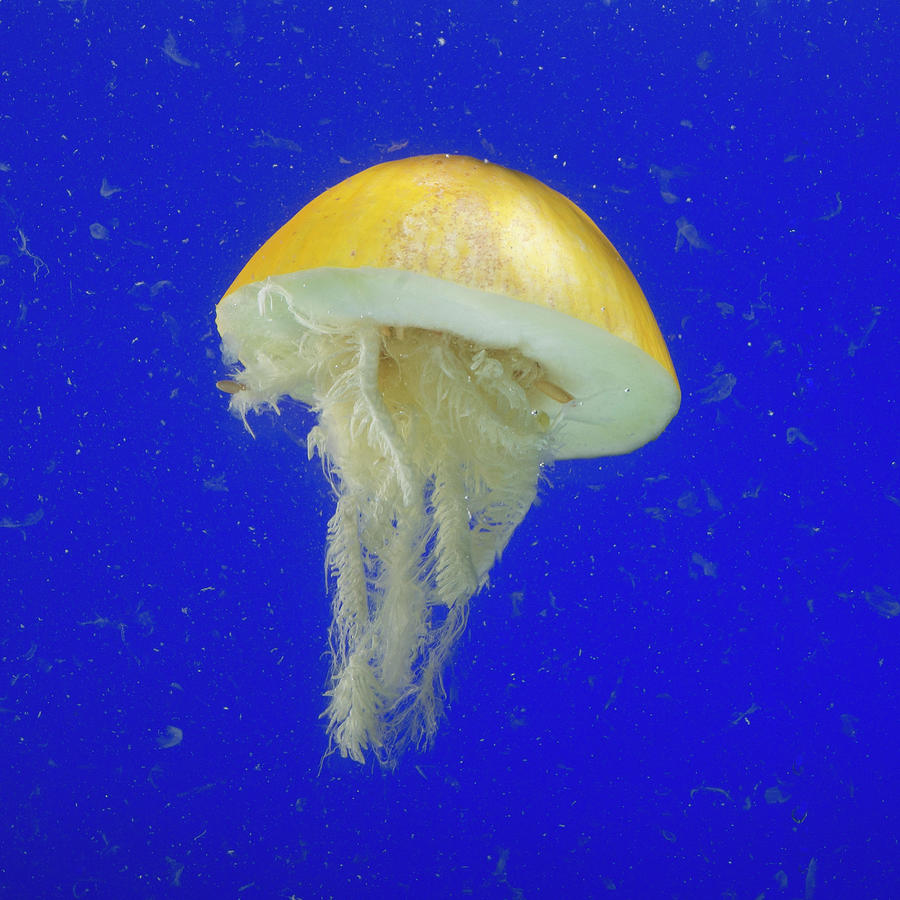Jellyfish Melon Photograph by Cacio Murilo De Vasconcelos