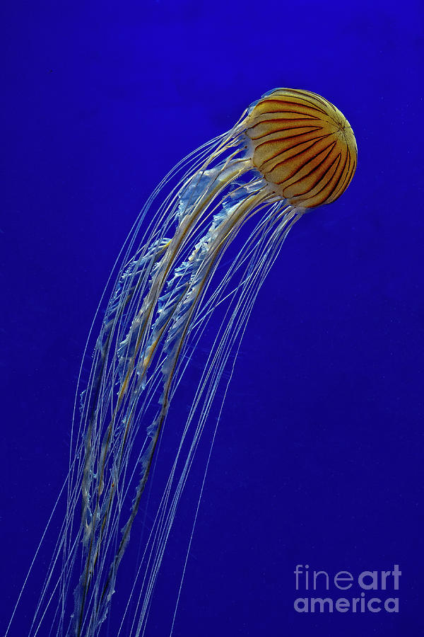 Jellyfish Photograph by Nick Zelinsky Jr