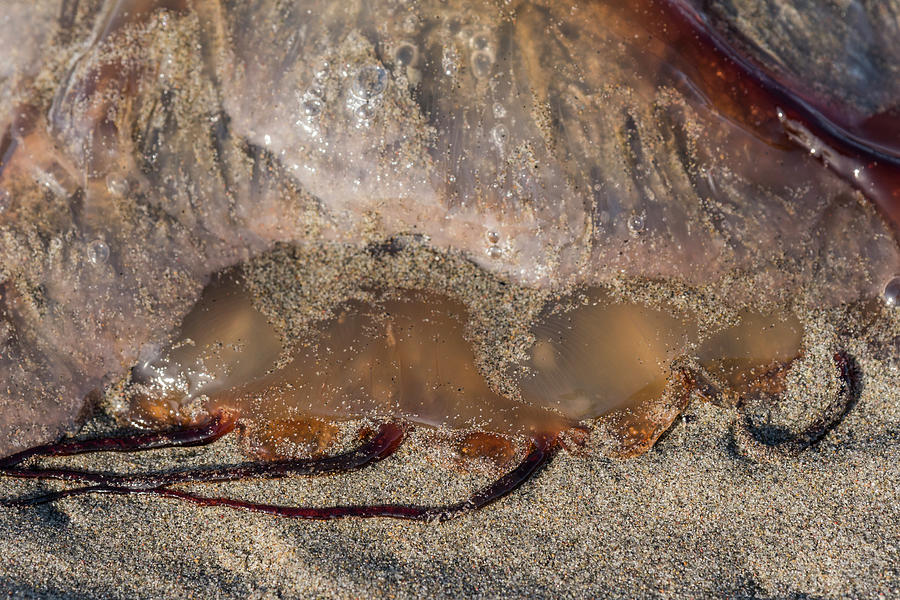 Jellyfish on the Beach Photograph by Robert Potts