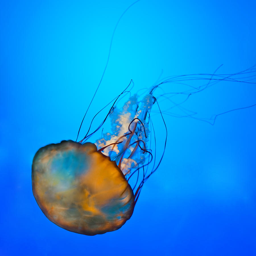 Jellyfish (Pacific sea nettle) Photograph by Ignacio Hennigs