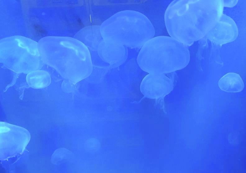 Jellyfish Photograph by Pour Your heART Out Artworks