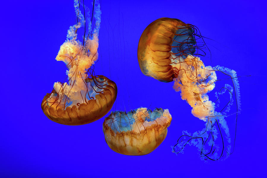 Animal Photograph - Jellyfish Sea Nettle Marine Life - Ripleys Aquarium Gatlinburg TN by Dave Allen