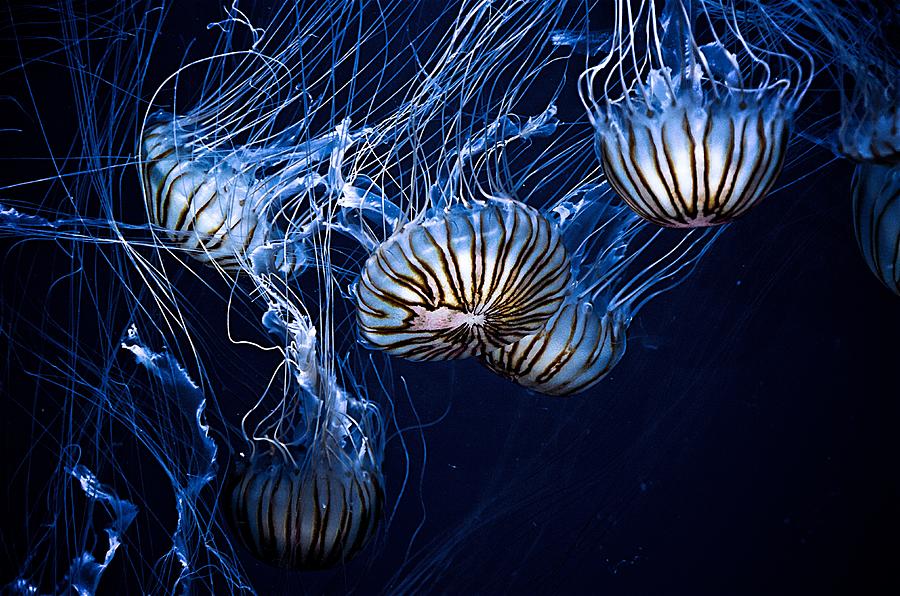 Jellyfish Swimming Photograph by World Art Collective
