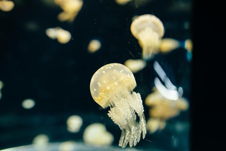 Jellyfish Swimming In Sea Photograph by Juan Lin / EyeEm