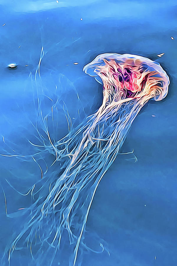 Jellyfish Photograph by Tatiana Travelways