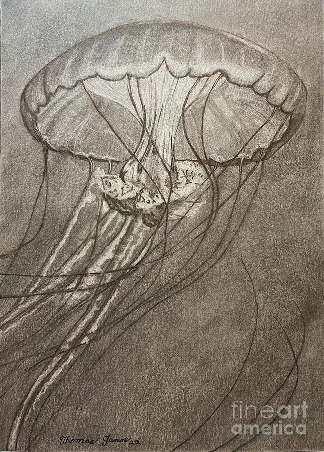 Jellyfish  Drawing by Thomas Janos
