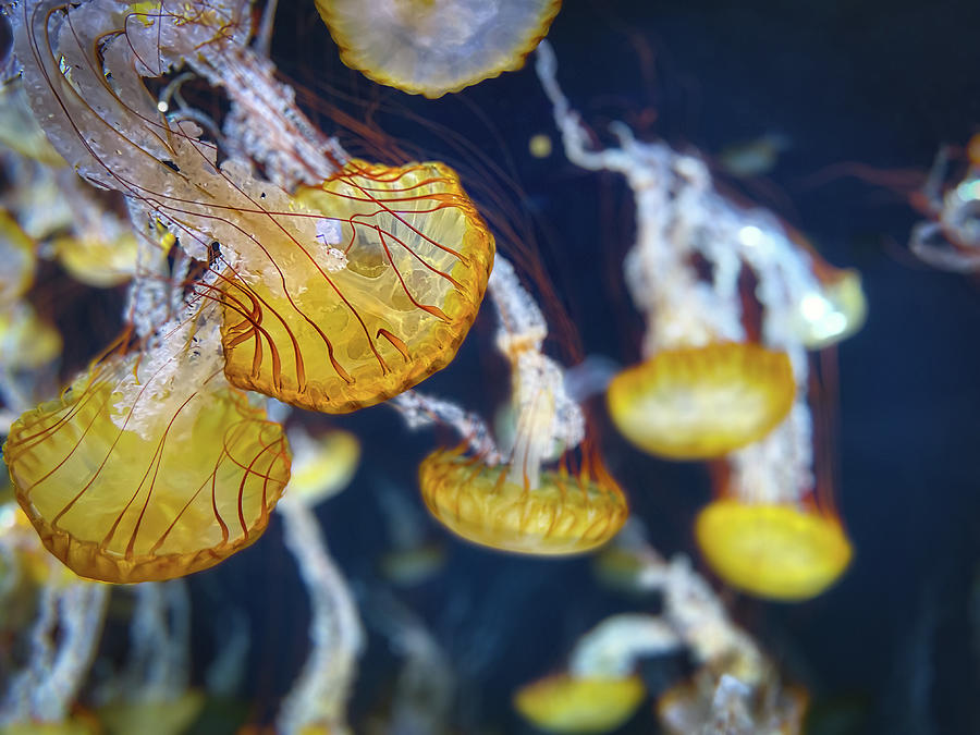 Jellyfish Photograph by Bill Chizek