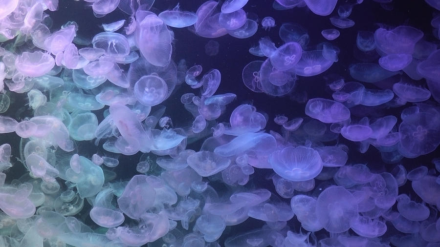 Jellyfish1 Photograph by Takao Shioguchi