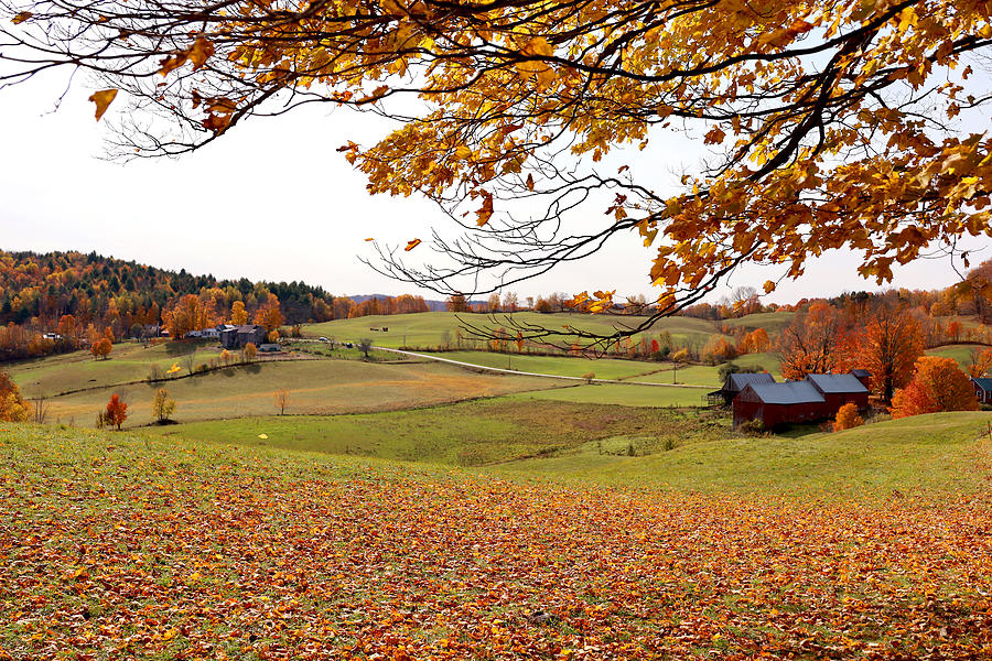 Jenne Farm Autumn Leaves Photograph by Lisa Cuipa