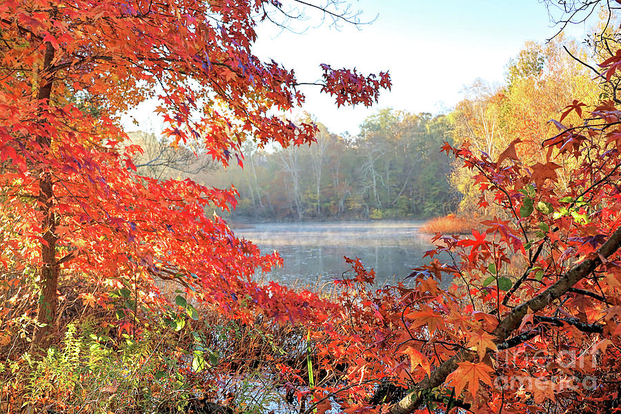 Fall Photograph - Jenney Pond mist by Janice Drew