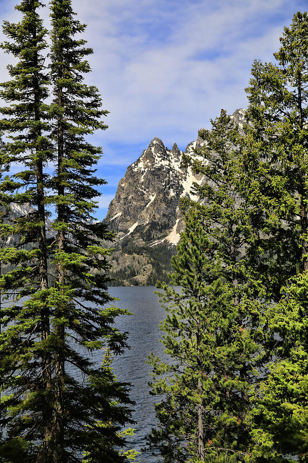 Jenny Lake Vertical Summer Photograph by Dan Sproul
