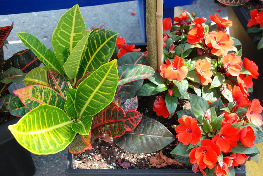 Jeremiah Plant And Begonias Photograph