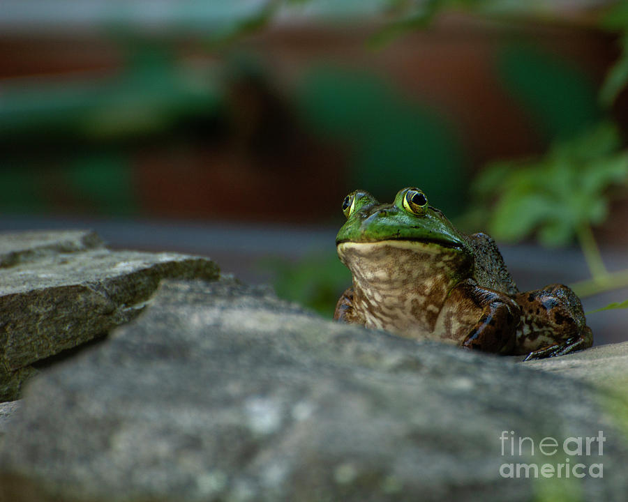 Jeremiah Was a Bullfrog Photograph by Edward Sobuta