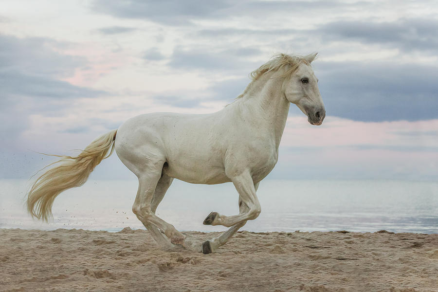 Jerezano - Horse Art Photograph by Lisa Saint