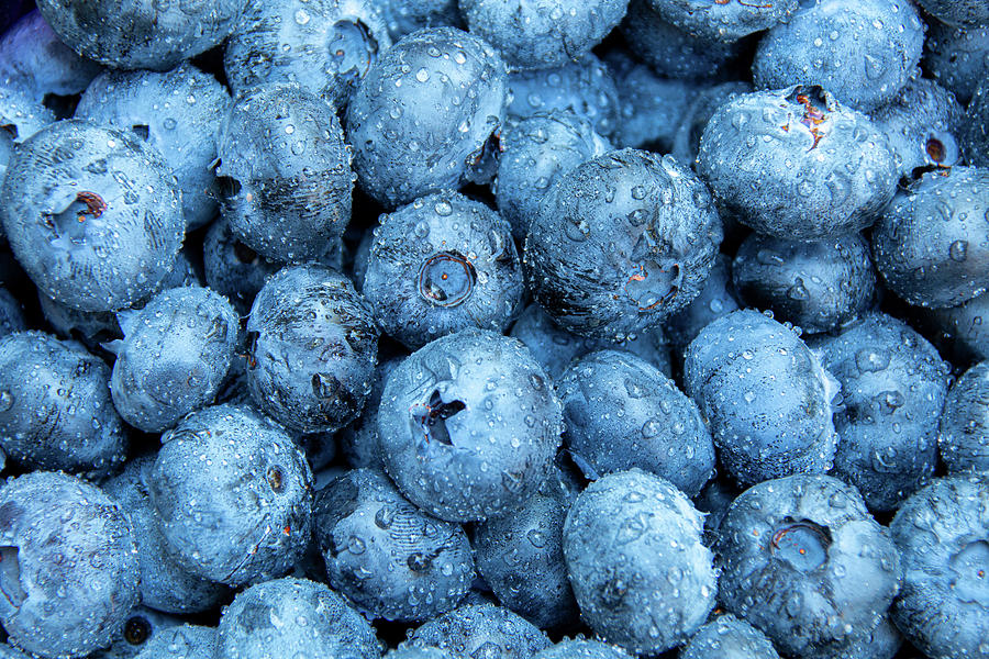 Jersey Blueberries Photograph by Kristia Adams