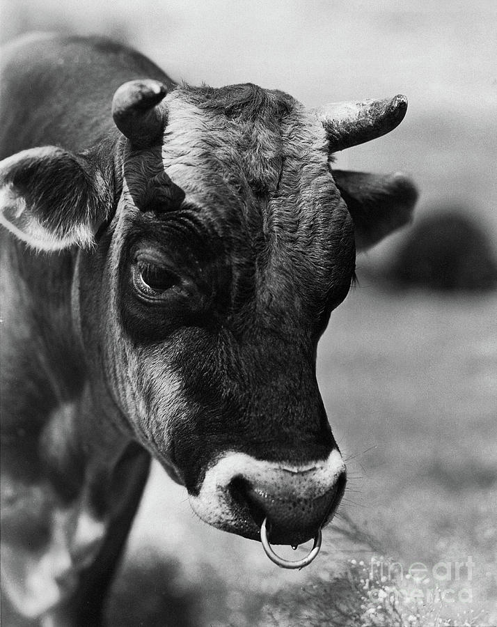 Jersey Bull Photograph by Polly Smith