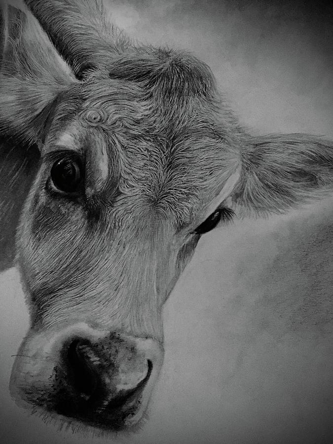 Jersey cow Drawing by James Sawtell - Fine Art America