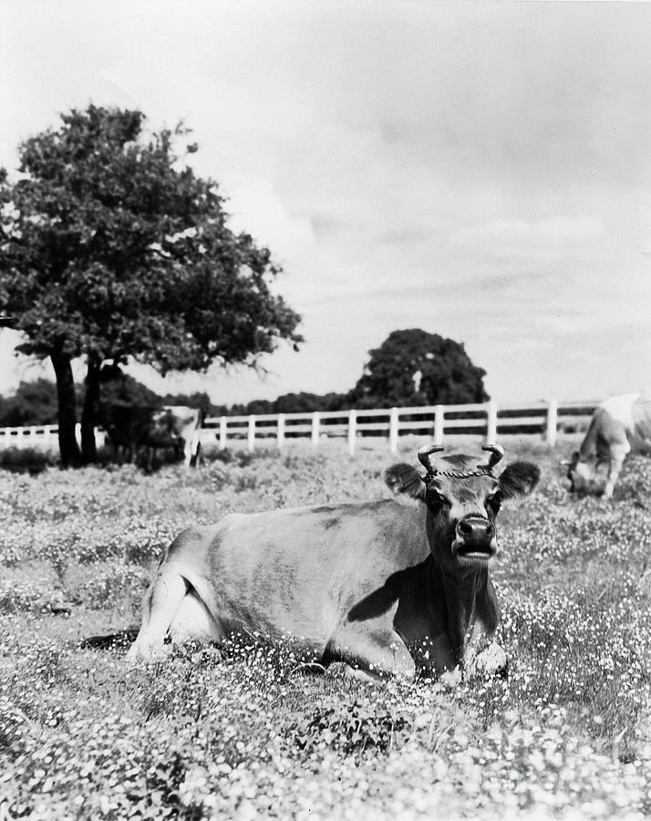 Jersey Cow, Texas, 1930s Photograph by Polly Smith