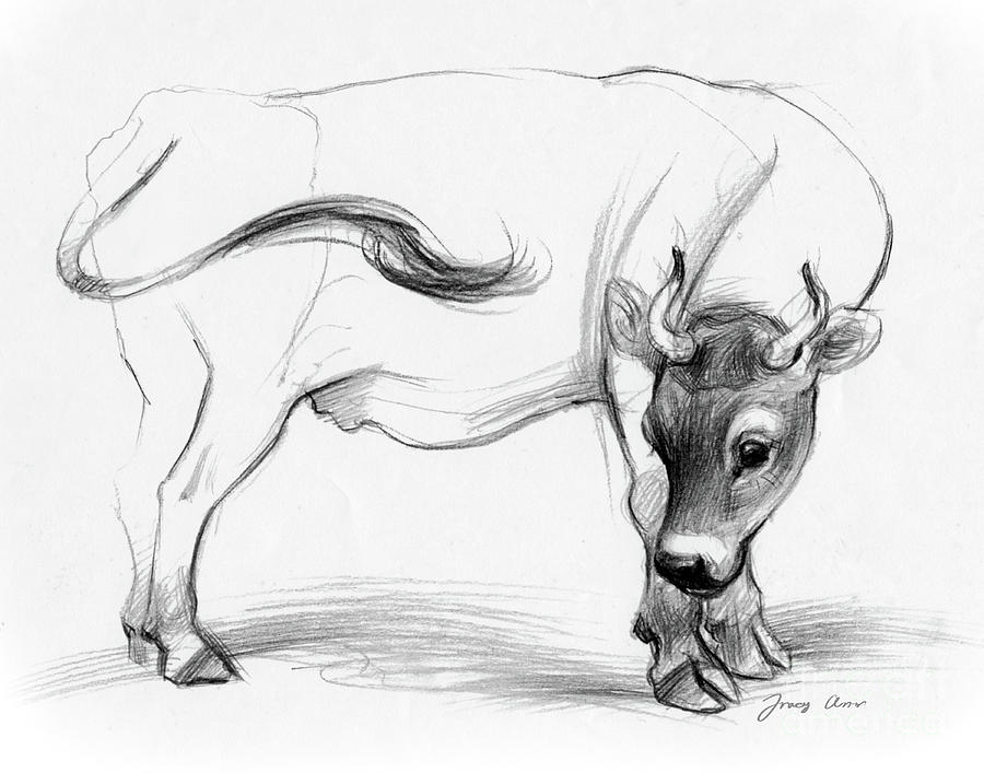 Jersey Cow Drawing by Tracy Herrmann