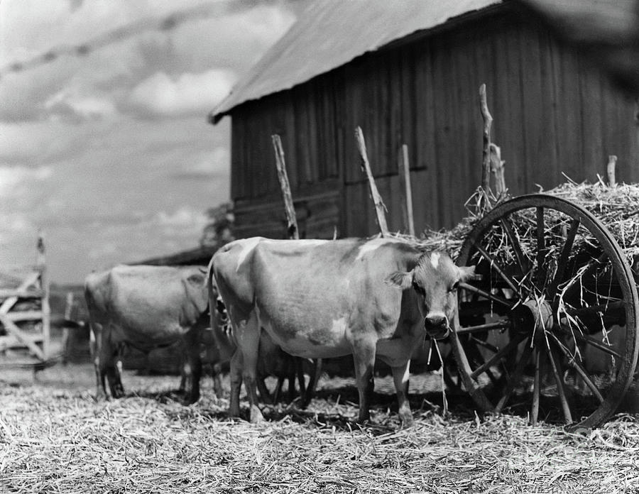 Jersey Cows near Austin, Texas, 1930s Photograph by Polly Smith