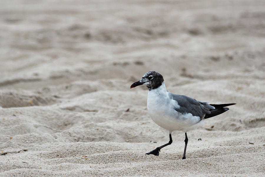 Jersey Shore - Seagull on the Beach Photograph by Chad Dikun