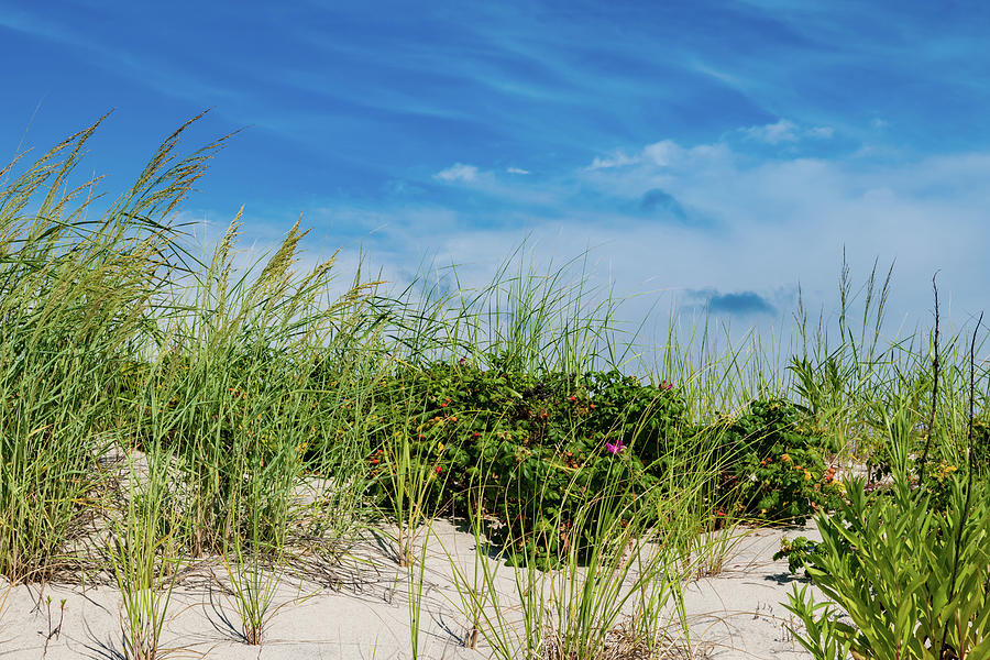 Jersey Shore - Seaside Sand Dunes Photograph by Chad Dikun