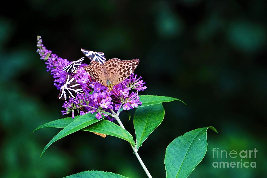 Jersey Tiger And Silver-washed Fritillary Butterflies On Buddleja Davidii Photograph