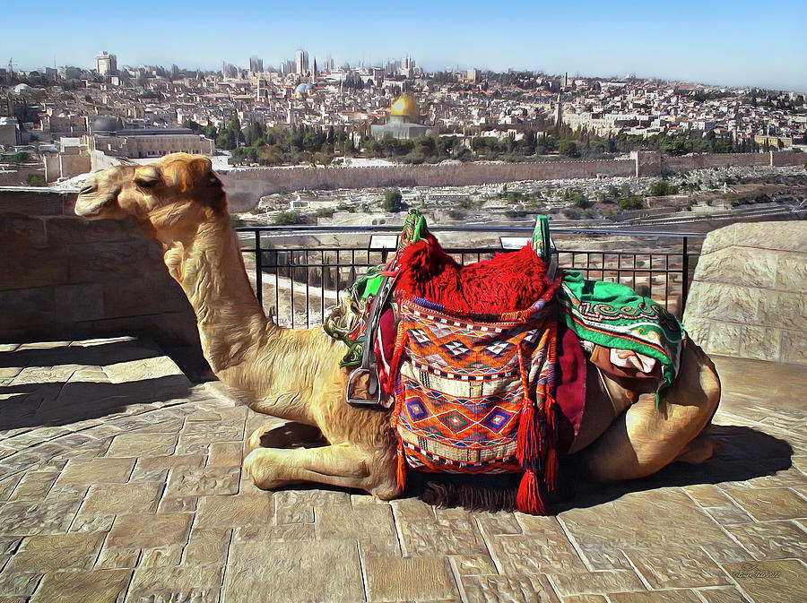 Jerusalem Camel Photograph by Brian Tada