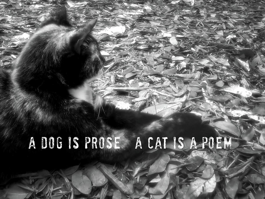 Cat Photograph - JESK quote by Jamart Photography