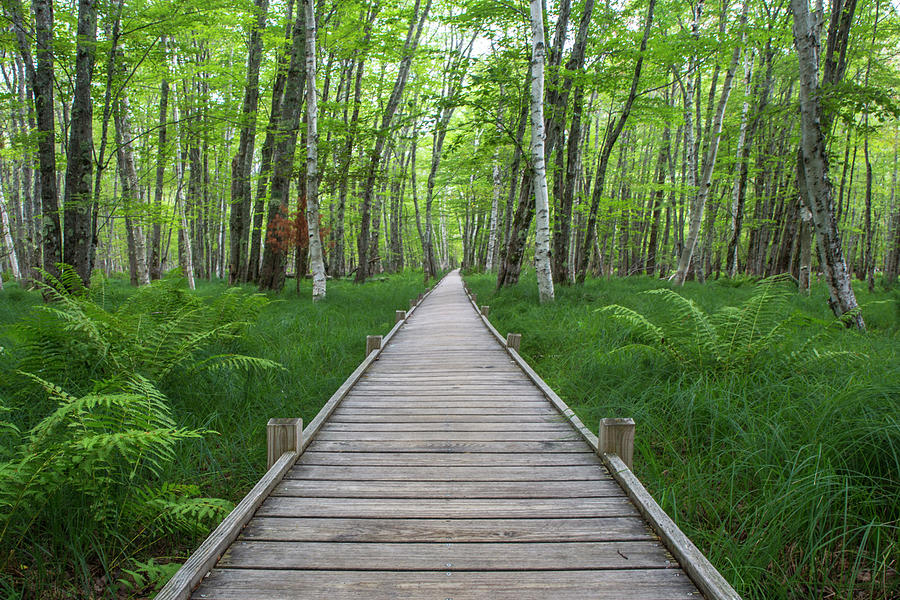 Jessup Path Acadia Summer Photograph by White Mountain Images