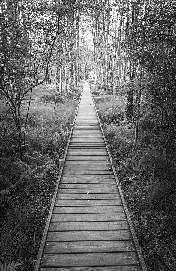 Jessup Trail Black and White Photograph by Aaron Geraud