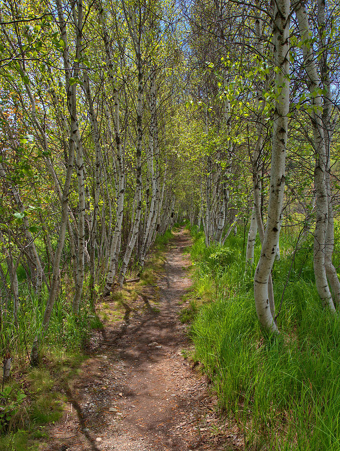 Jesup Path Birch Trees Photograph by Stephen Vecchiotti