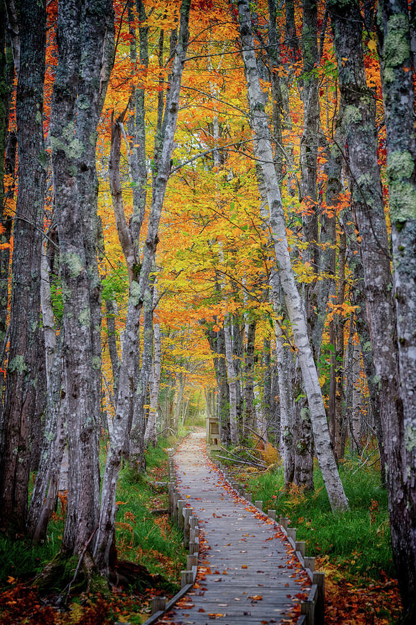 Fall Photograph - Jesup Path II by Rick Berk