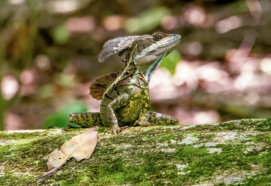 Jesus Christ Lizard, Costa Rica Photograph by Marcy Wielfaert
