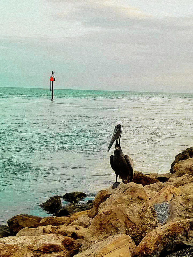 Jetty Jack Photograph by Colleen Mckenney - Pixels